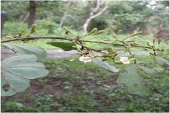 Bauhinia malabarica